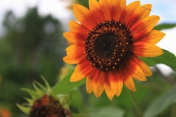 Helianthus-400x267